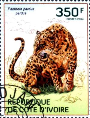 Colnect-3444-475-African-Leopard-Panthera-pardus-pardus.jpg