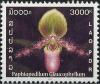 Colnect-2622-356-Paphiopedilum-glaucophyllum.jpg