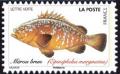 Colnect-5639-655-Dusky-Grouper-Epinephelus-marginatus.jpg