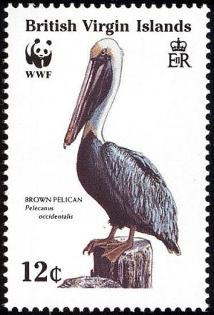 Colnect-2722-909-Brown-Pelican--Pelecanus-occidentalis-perched.jpg