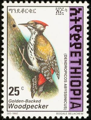 Colnect-2890-975-Abyssinian-Woodpecker-Dendropicos-abyssinicus.jpg