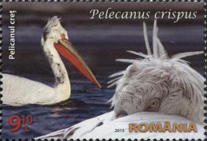Colnect-2915-303-Dalmatian-Pelican-Pelecanus-crispus.jpg