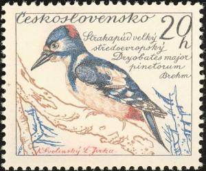Colnect-4732-198-Great-Spotted-Woodpecker-Dendrocopus-major-pinetorum.jpg