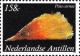 Colnect-2205-596-Amber-Pen-Shell-Pinna-carnea.jpg