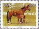 Colnect-873-674-Kaapse-Boerperd-Equus-ferus-caballus.jpg