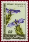 Colnect-1730-780-Blepharis-linariifolia.jpg