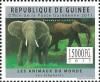 Colnect-2158-853-African-Forest-Elephant-Loxodonta-africana-cyclotis.jpg