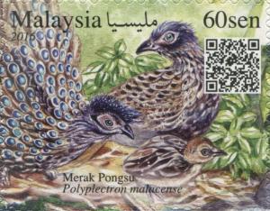 Colnect-4358-343-Malayan-Peacock-pheasant-Polyplectron-malacense.jpg