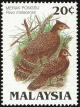 Colnect-2359-656-Malayan-Peacock-pheasant-Polyplectron-malacense.jpg