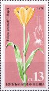 Colnect-4209-175-Tulipia-urumoffii-Hayek.jpg