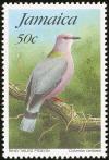 Colnect-771-004-Ring-tailed-Pigeon-Patagioenas-caribaea.jpg