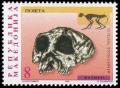 Colnect-568-313-Monkey-Mesopithecus-pentelici---Skull.jpg