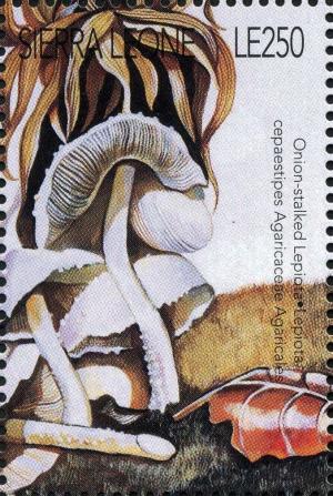 Colnect-3216-967-Lepiota-cepaestipes.jpg