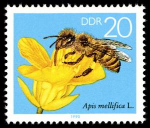 Colnect-357-593-Honey-Bee-Apis-mellifica-Rape-Blossom.jpg