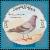 Colnect-1465-376-Rock-Pigeon-Columba-livia.jpg