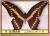 Colnect-2700-341-Papilio-brasiliensis.jpg