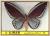 Colnect-2700-344-Papilio-urvillianus.jpg