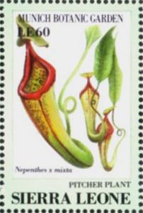 Colnect-4207-959-Pitcher-plant-Nepenthes-x-mixta.jpg