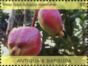 Colnect-6446-194-Malay-Apple-Syzygium-malaccense.jpg