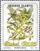 Colnect-3206-250-Invader-plants-Nicotiana-glauca.jpg