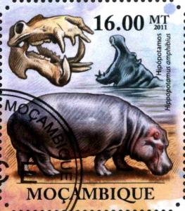 Colnect-3889-706-Hippopotamus-amphibius.jpg