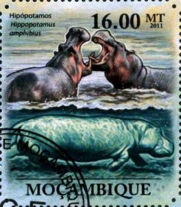 Colnect-3889-708-Hippopotamus-amphibius.jpg