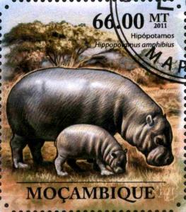 Colnect-3889-709-Hippopotamus-amphibius.jpg