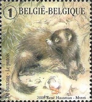 Colnect-576-039-European-Polecat-Mustela-putorius.jpg