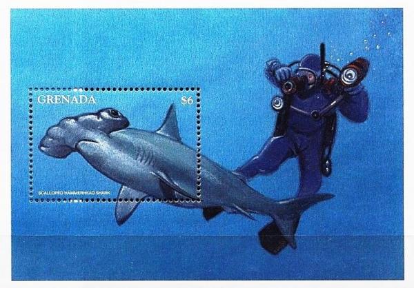 Colnect-4581-382-Scalopped-hammerhead-shark.jpg