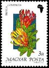 Colnect-1009-314-Protea-compacta.jpg