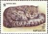 Colnect-960-696-Lying-curled-up-Snow-Leopard-Panthera-uncia.jpg