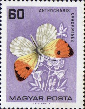 Colnect-448-200-Orange-Tip-Anthocharis-cardamines.jpg