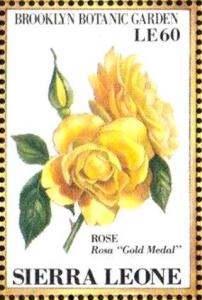 Colnect-4207-974-Rose--quot-Gold-Medal-quot-.jpg