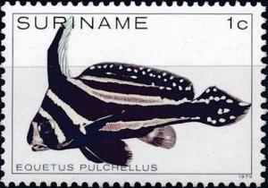 Colnect-3596-529-Equetus-pulchellus.jpg