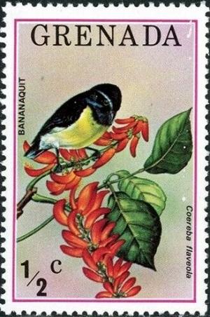 Colnect-5687-362-Bananaquit-Coereba-flaveola.jpg