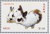 Colnect-5647-532-Netherlands-Dwarf-rabbits-white-with-brown-markings.jpg