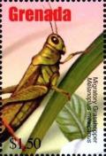 Colnect-4592-806-Migratory-grasshopper.jpg