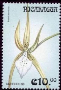 Colnect-3188-447-Brassia-verrucosa.jpg
