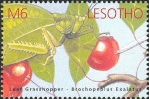 Colnect-1618-185-Longhorned-Leaf-Grasshopper-Brochopeplus-exalatus.jpg