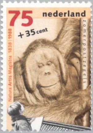 Colnect-176-993-Bornean-orangutan-Pongo-pygmaeus.jpg