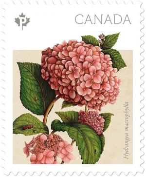 Colnect-3412-231-Hydrangea-macrophylla.jpg