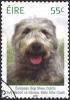 Colnect-1131-229-Irish-Terrier-%E2%80%9EAbberann-Conan%E2%80%9C-Canis-lupus-familiaris.jpg