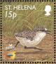 Colnect-1661-862-St-Helena-Plover-Charadrius-sanctaehelenae-chick-running.jpg