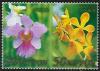 Colnect-5405-325-Mokara-Lion--s-Gold-Orchid--amp--Vanda-Miss-Joaquim-Orchid.jpg