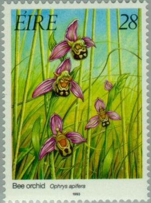 Colnect-129-143-Bee-Orchid-Ophrys-apifera.jpg