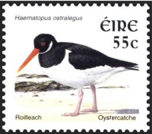 Colnect-1886-891-Eurasian-Oystercatcher-Haematopus-ostralegus.jpg