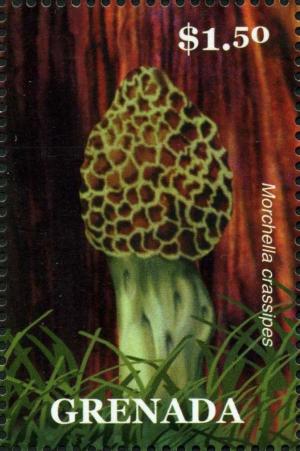 Colnect-3073-700-Morchella-crassipes.jpg