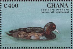 Colnect-1718-818-Southern-Pochard-nbsp-Netta-erythrophthalma.jpg