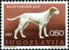 Colnect-4228-229-Istrian-Shorthaired-Hound-Canis-lupus-familiaris.jpg