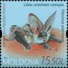 Colnect-4229-834-Grey-long-eared-bat-Plecotus-austriacus.jpg
